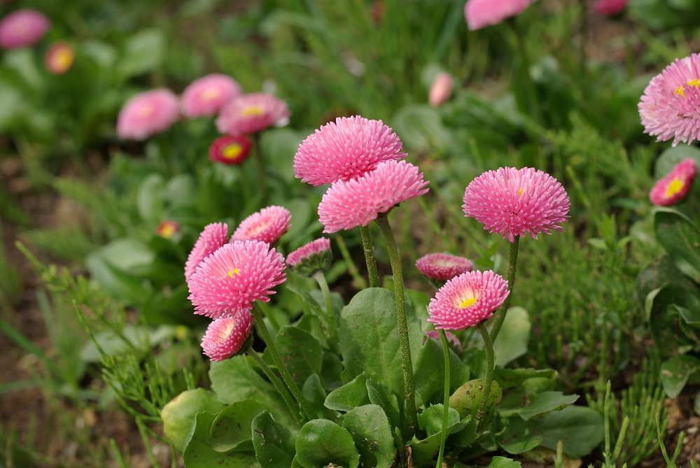 小さくころんとしたピンク色の花が咲いている画像