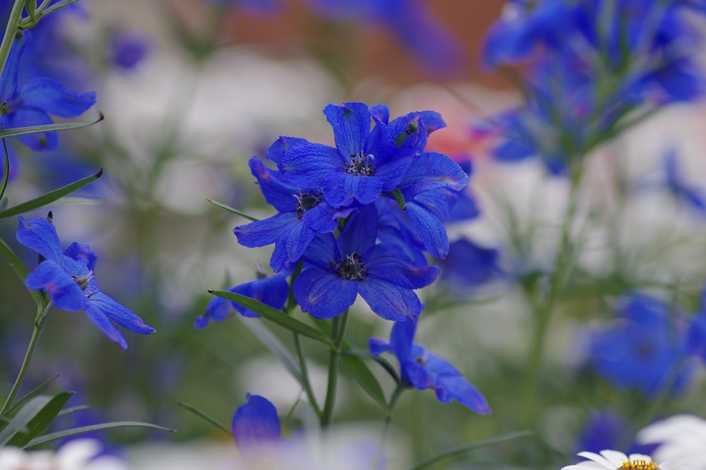 デルフィニューム 草花図鑑 ふなばしアンデルセン公園