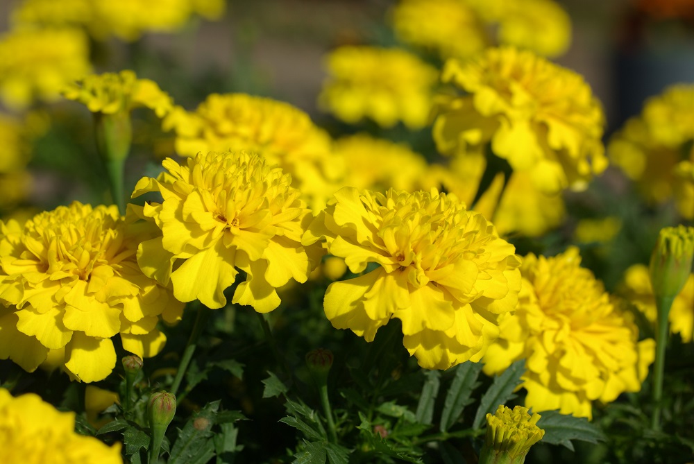 オレンジや黄色に染まった筒状の花弁を球状に咲いている画像