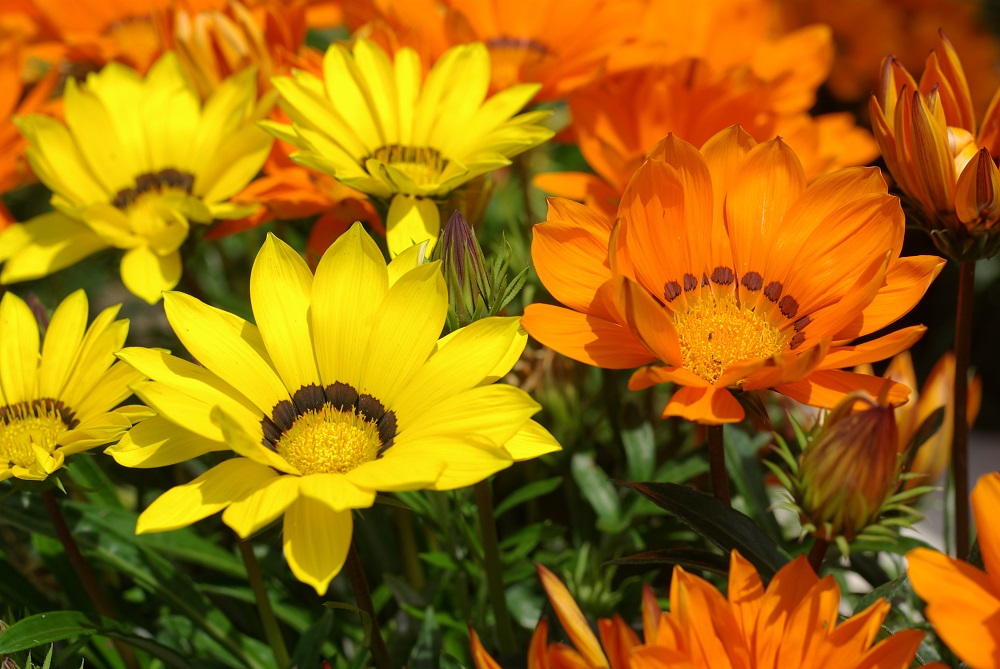 花茎の先端に勲章のような鮮やかなオレンジと黄色の花が咲いている画像