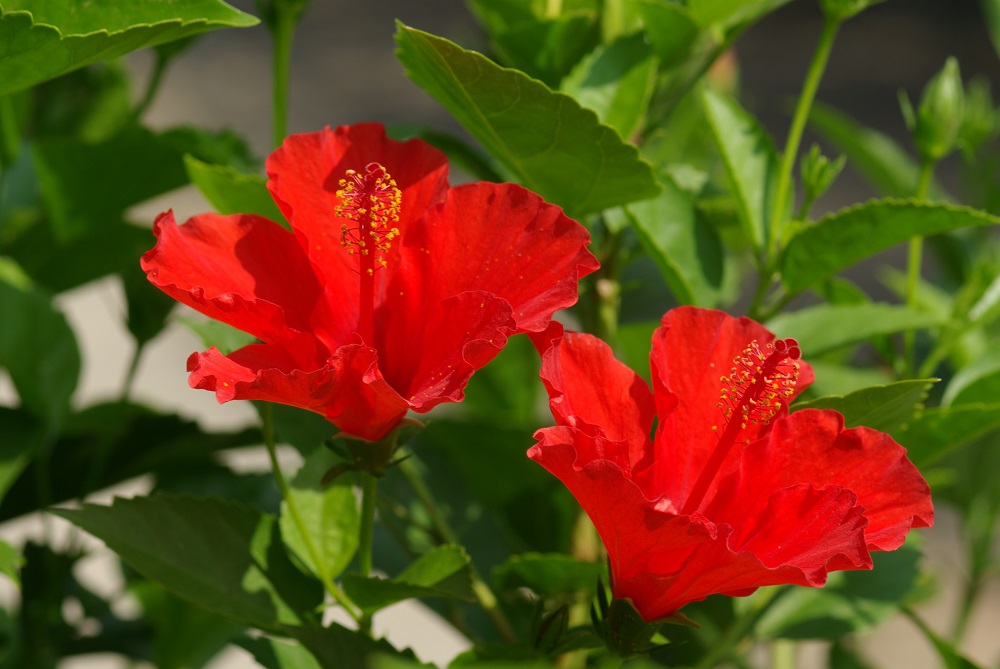 真っ赤なひらひらとした大きな花弁で咲いている画像