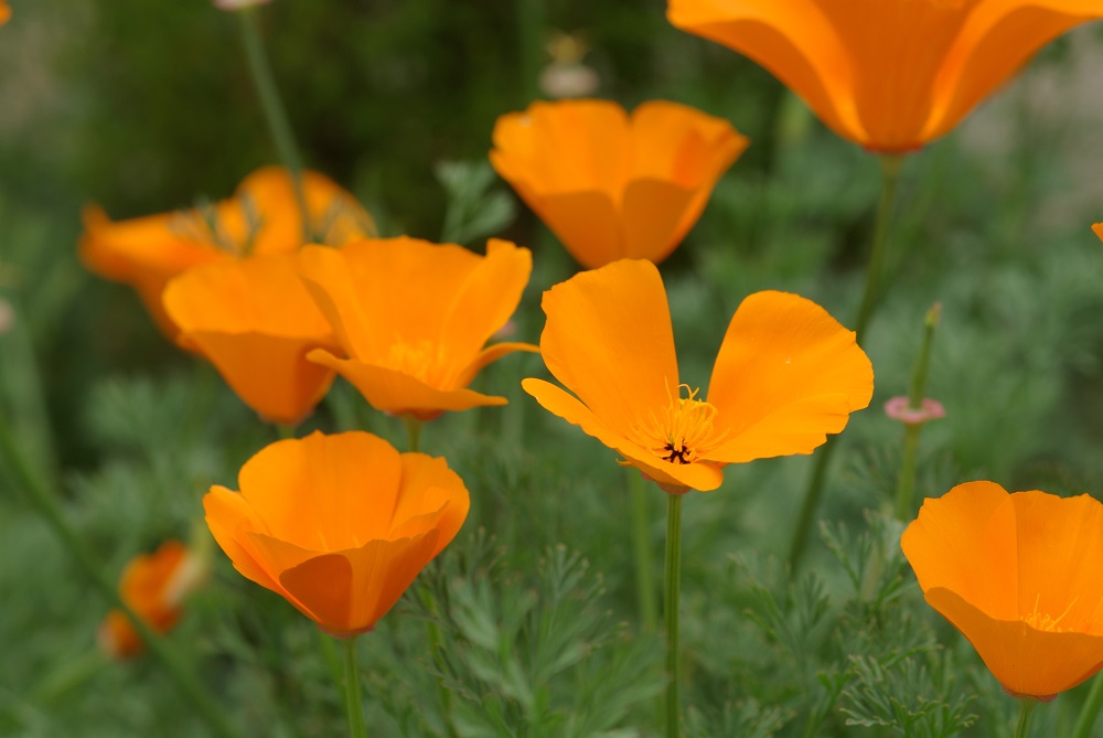 枝分かれをした茎先に扇の形したオレンジ色の花弁をつけて咲いている画像