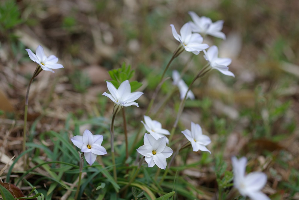 ハナニラ 草花図鑑 ふなばしアンデルセン公園