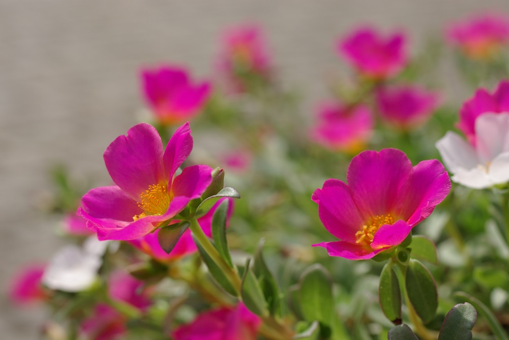 ポーチュラカ 草花図鑑 ふなばしアンデルセン公園