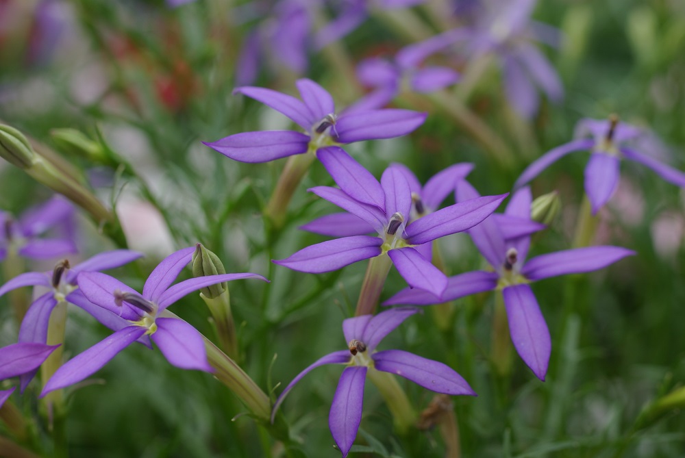 イソトマ 草花図鑑 ふなばしアンデルセン公園