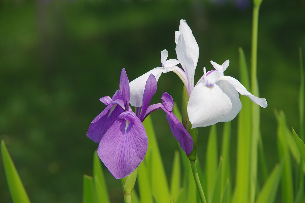 刀のような細長く鋭い葉を持ち、茎先に垂れ下がった紫色の花弁を咲かせている画像