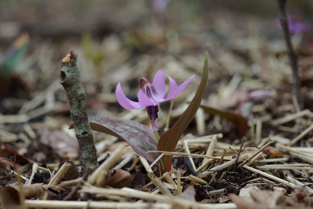 ピンク色の花弁がクルリと反転してうつむいて咲いている画像