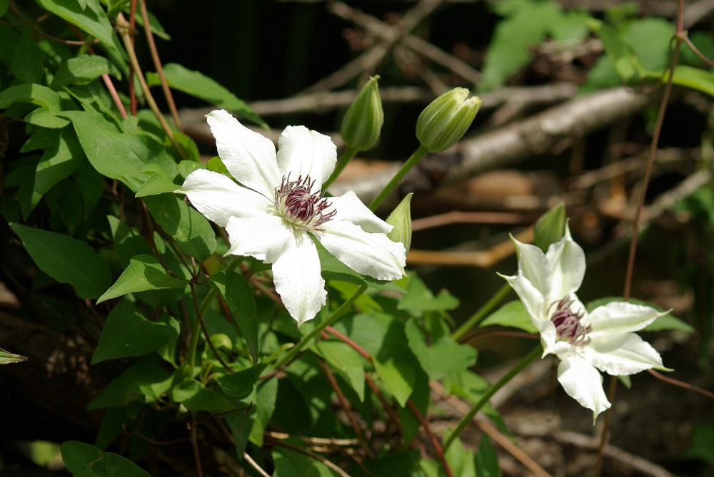 花茎に均等に白い４枚の花弁をつけて咲いている画像