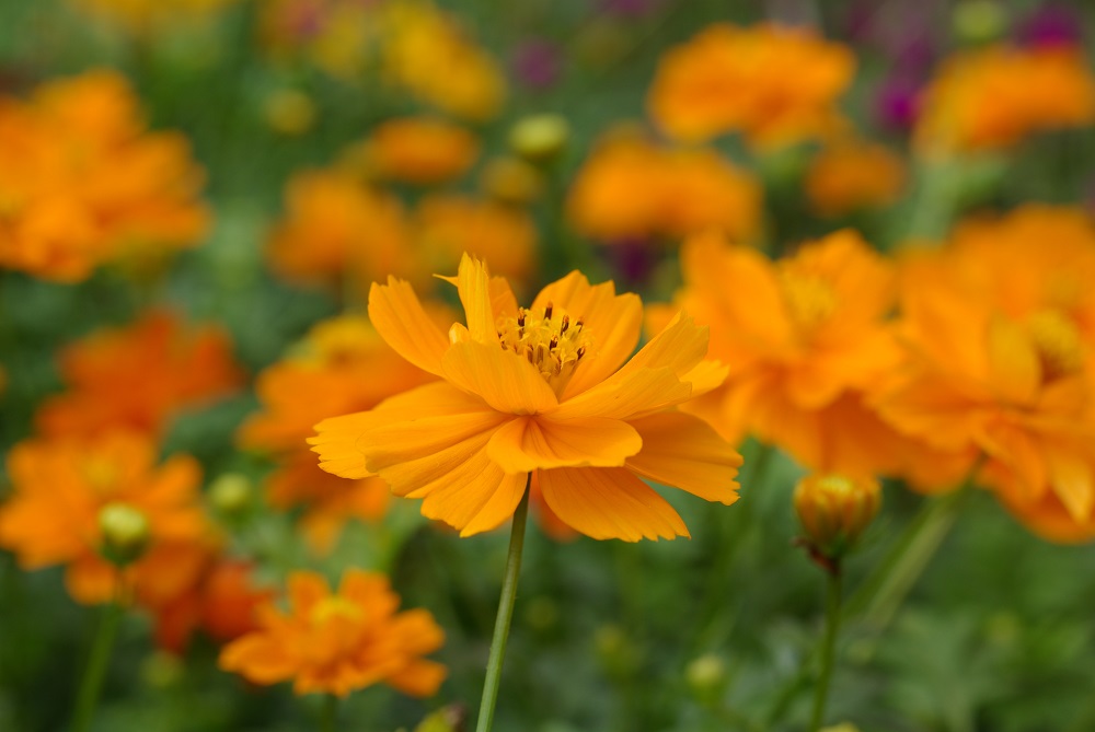 ギザギザしたオレンジ色の花弁で花茎の先に１輪を付けて咲いている画像