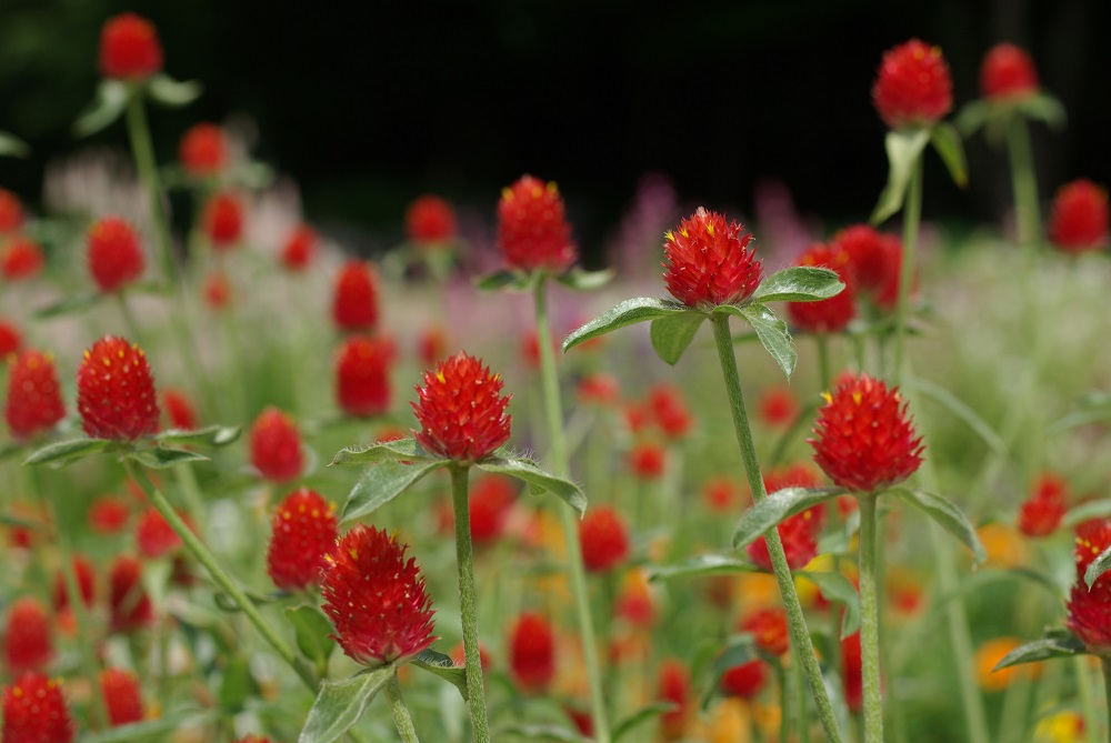 キバナセンニチコウ 草花図鑑 ふなばしアンデルセン公園