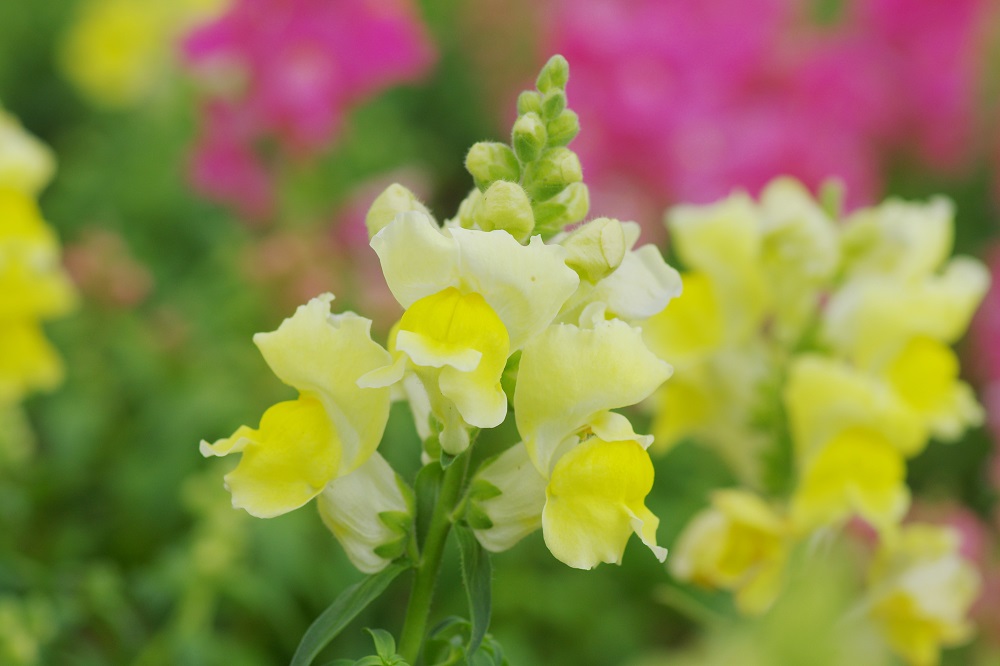 金魚を連想させる愛嬌のあるふっくらとした黄色いの花が咲いている画像