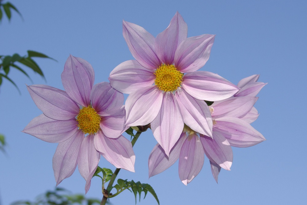 空にそびえたつように長い茎の先に８枚の舌状のピンク色の花弁をつけて咲いている画像