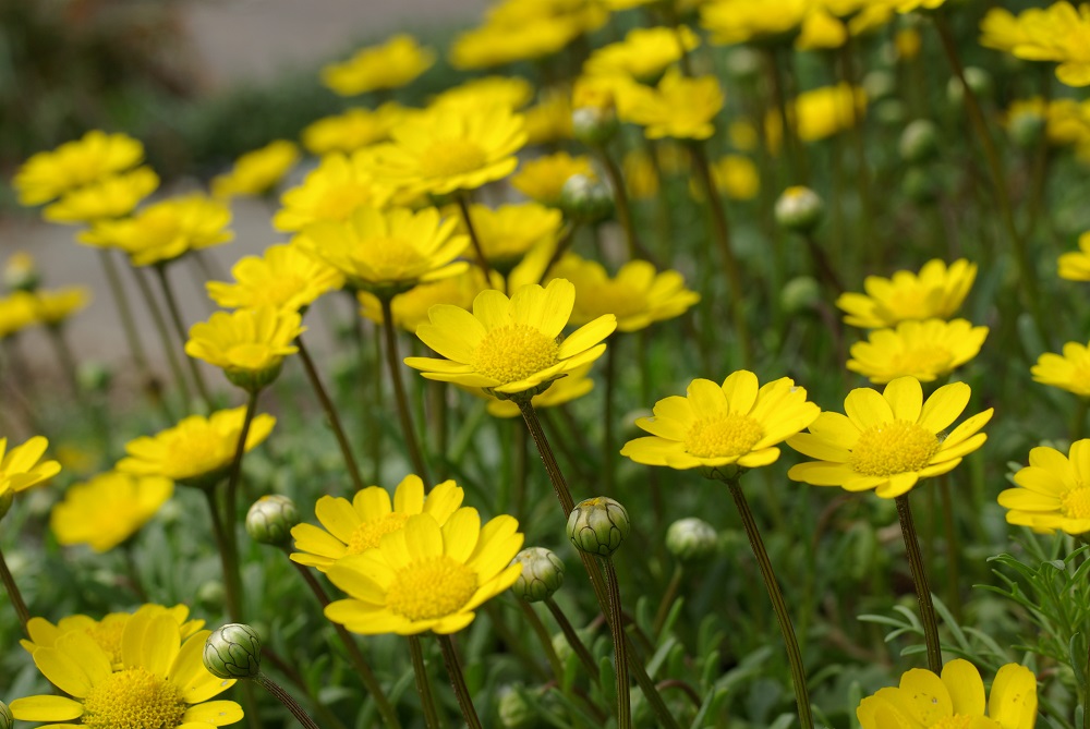 黄色の芯に対し黄色の花弁が取り囲んで咲いている画像