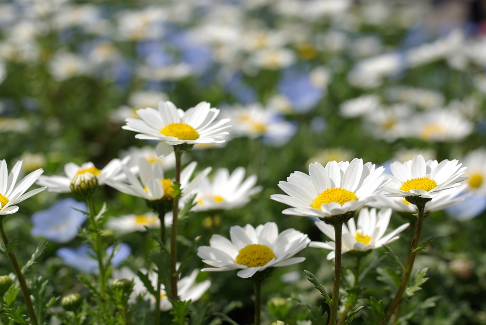 黄色の芯に対し白色の花弁が取り囲んで咲いている画像