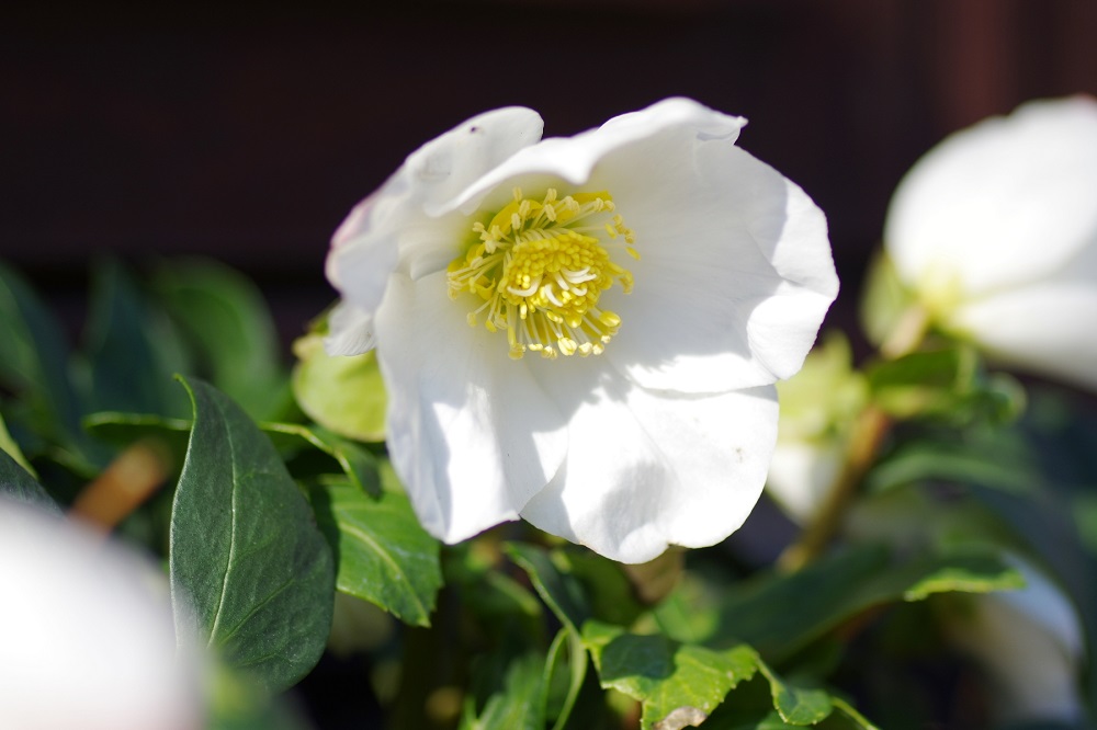 うつむきに大きな花弁で咲いている画像