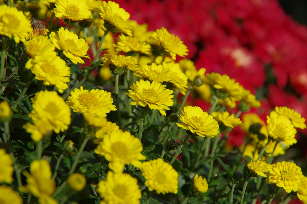 クッションマム 草花図鑑 ふなばしアンデルセン公園