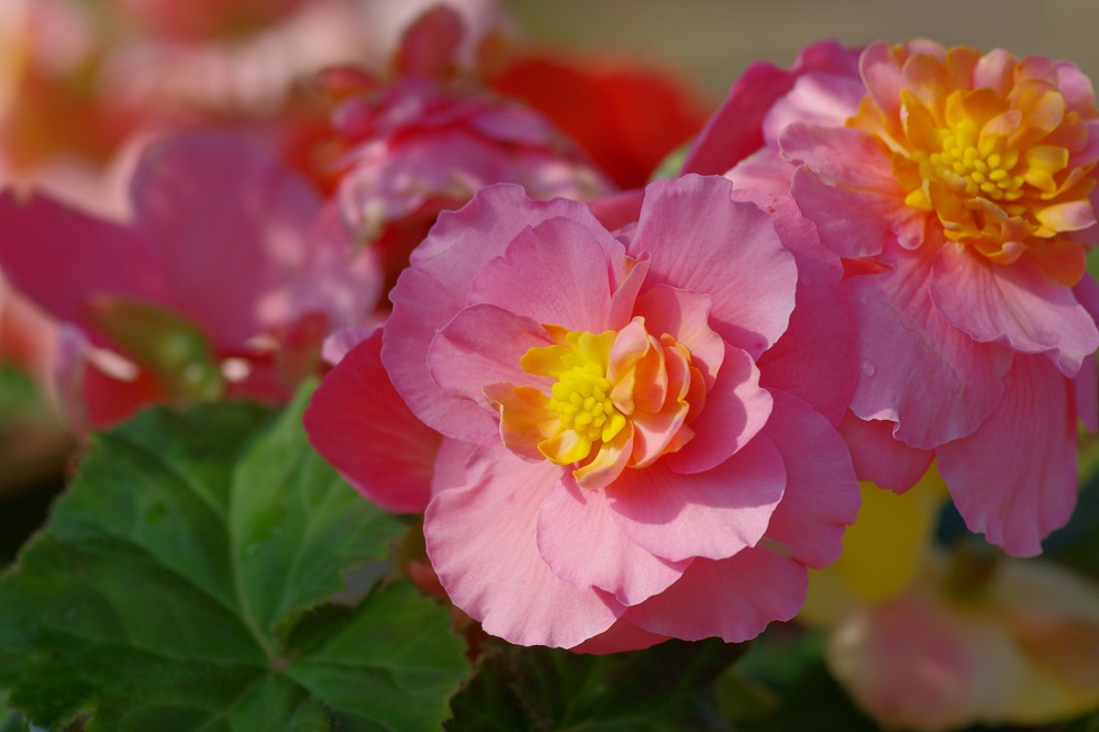 ピンク色の大輪の花を咲かせている画像