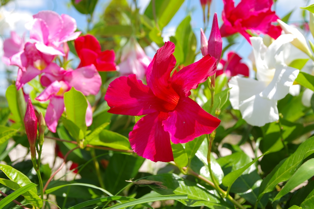 赤、白、ピンクの大きな花が咲いている画像
