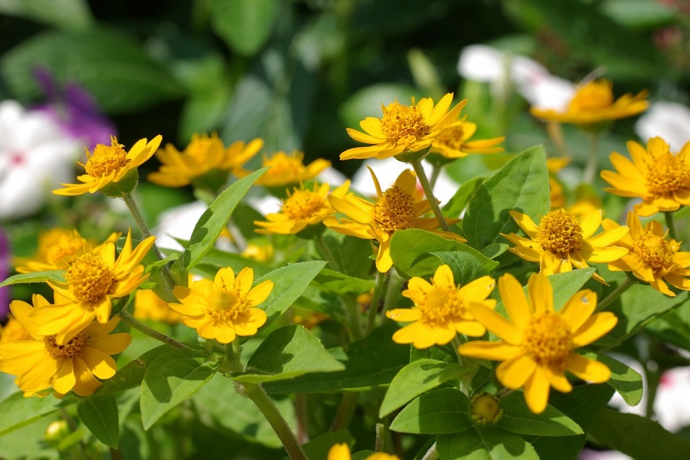 明るい黄色の小ぶりな花がたくさん咲いている画像