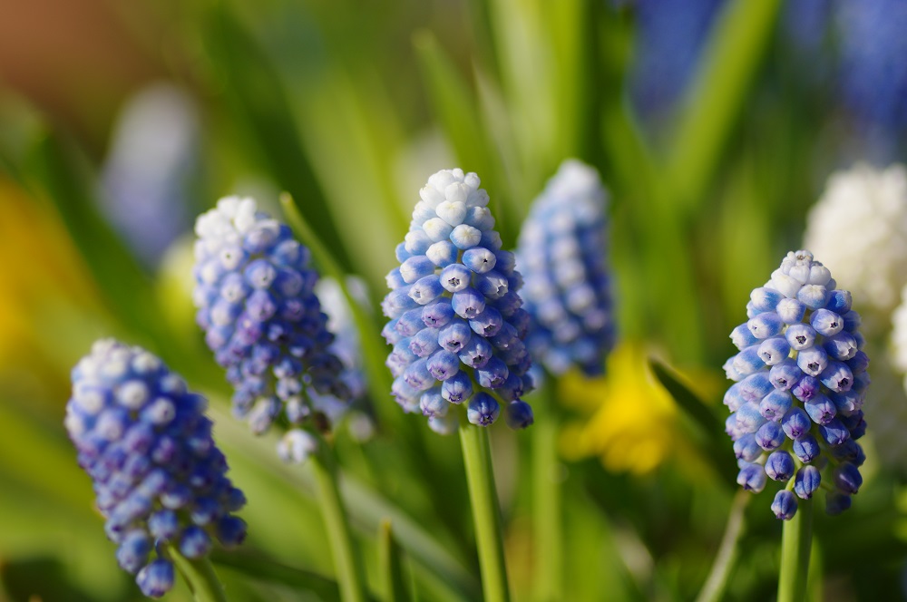 丸いツボ形の紫色の花房をつけて咲いている画像