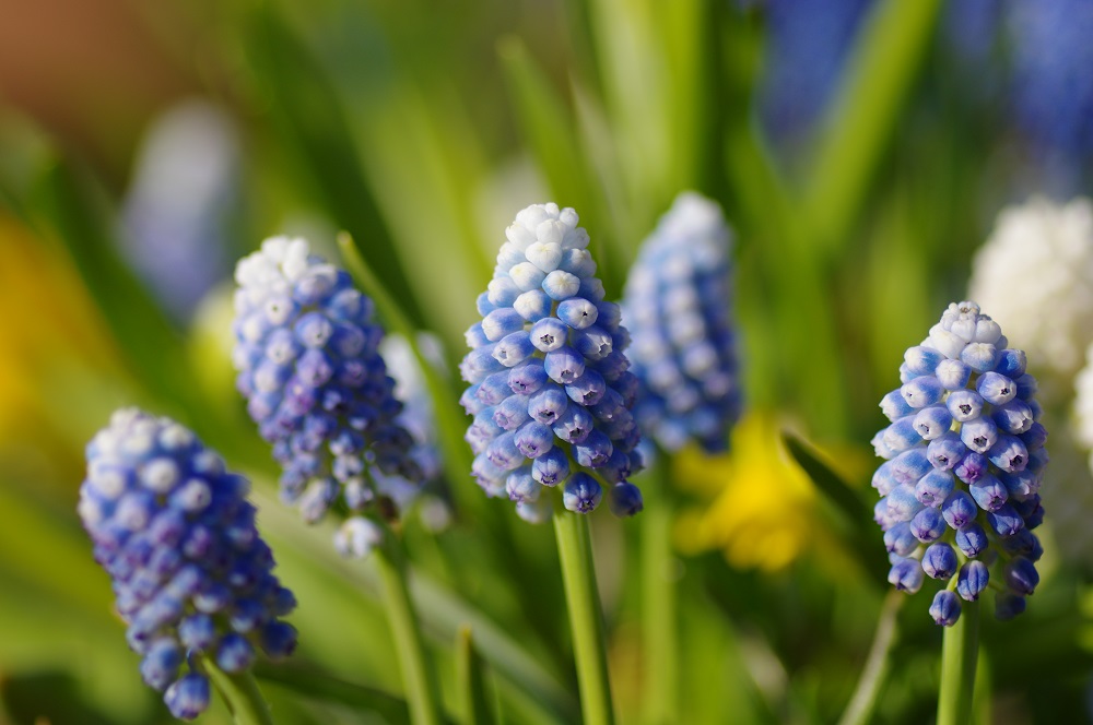 ムスカリ 草花図鑑 ふなばしアンデルセン公園