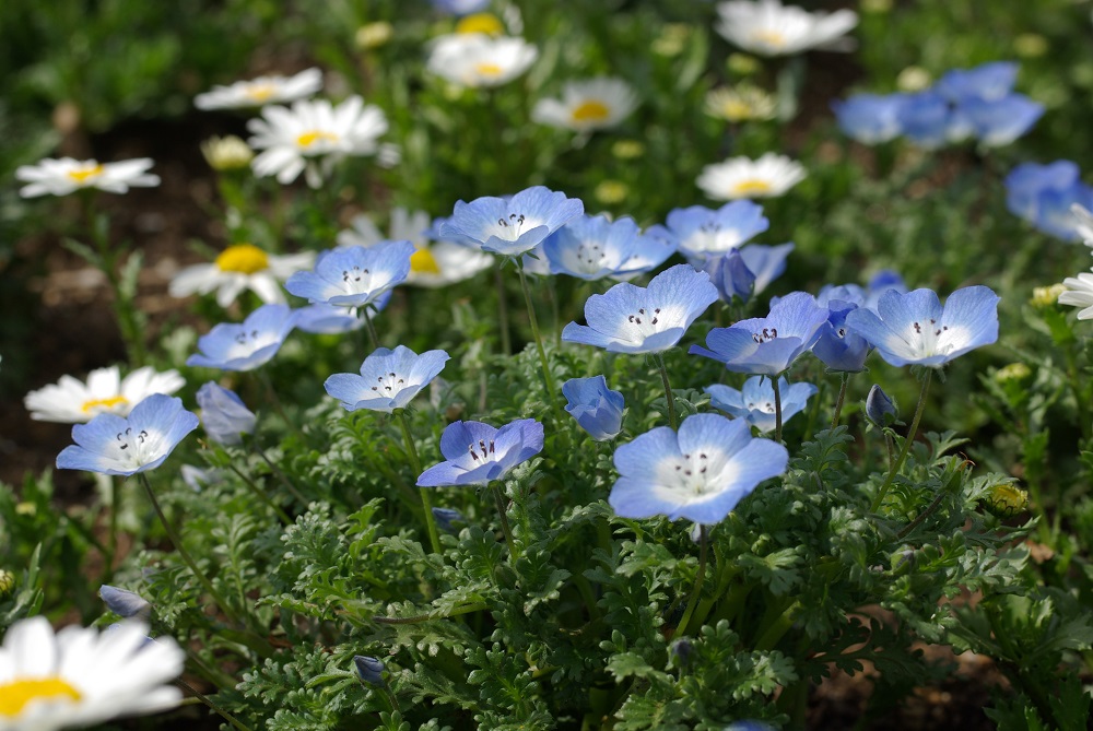 繊細な茎の先から可憐な丸みをおびた青い花が咲いている画像