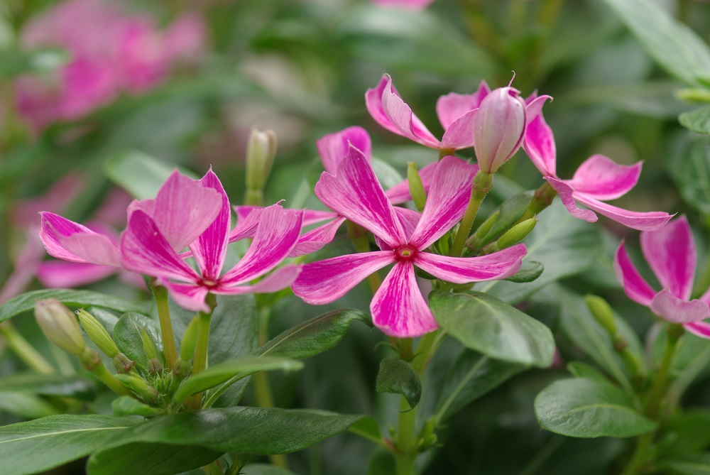  茎先や上部の葉の脇にピンク色の花をつけて咲いている画像