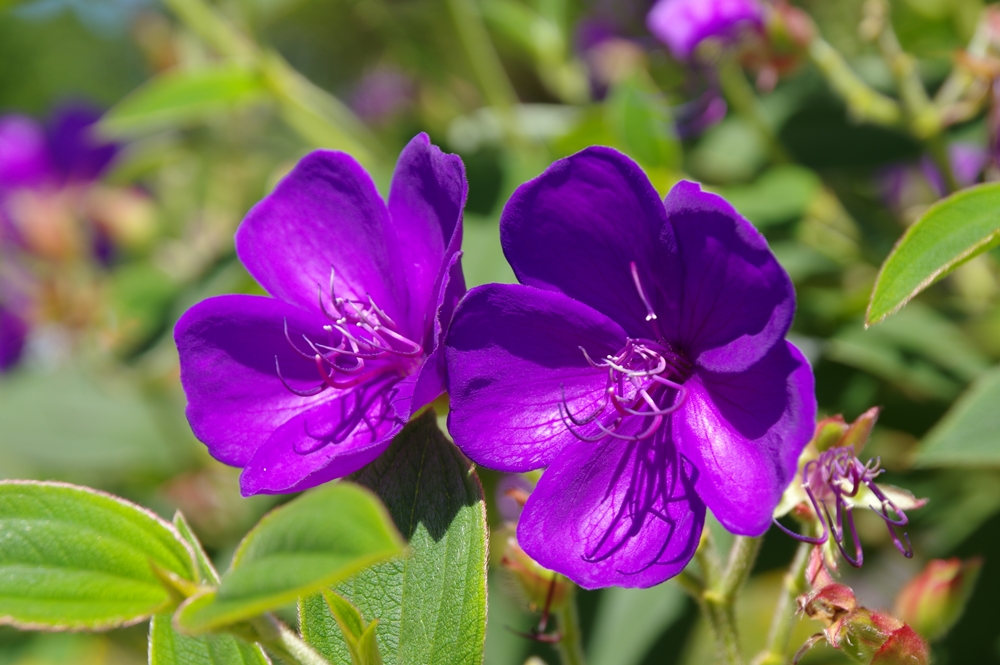濃いピンク色の大きな花弁が５枚ついた花が咲いている画像