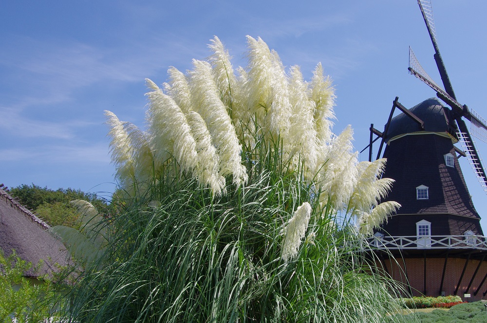 パンパスグラス 草花図鑑 ふなばしアンデルセン公園