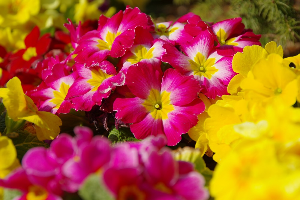 花茎の先にいくつもの白い小花が集まって咲いている画像
