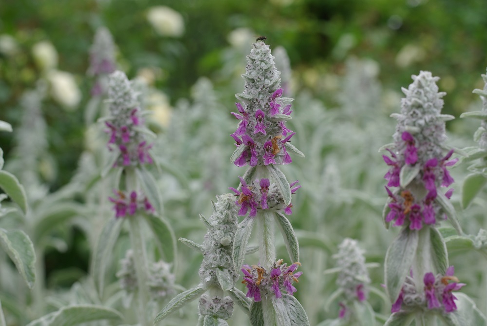 ラムズイヤー 草花図鑑 ふなばしアンデルセン公園