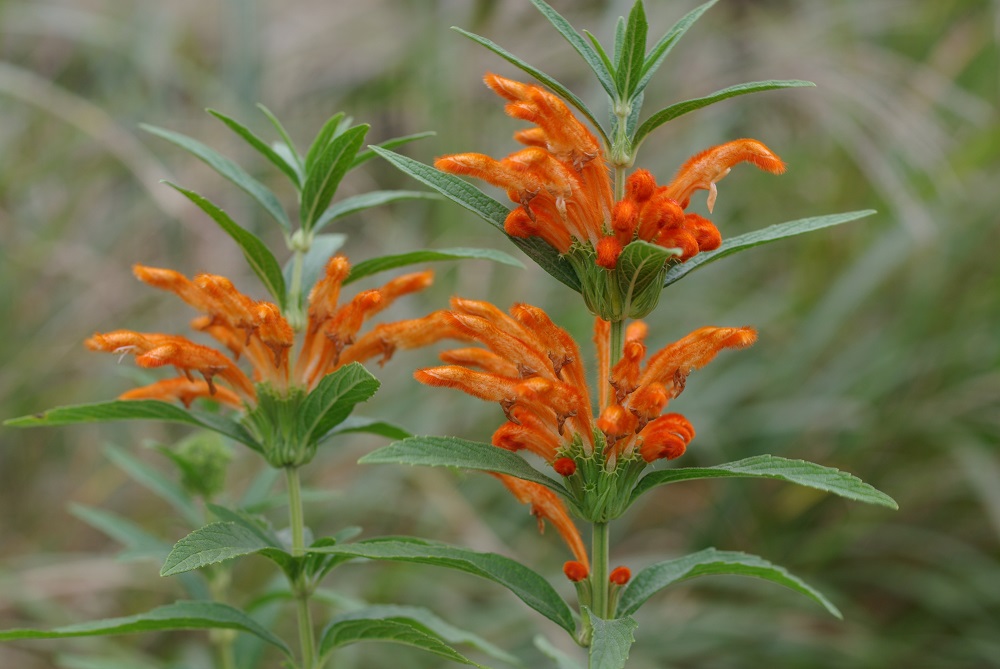 細長い花が輪状なオレンジ色の花弁がついて咲いている画像