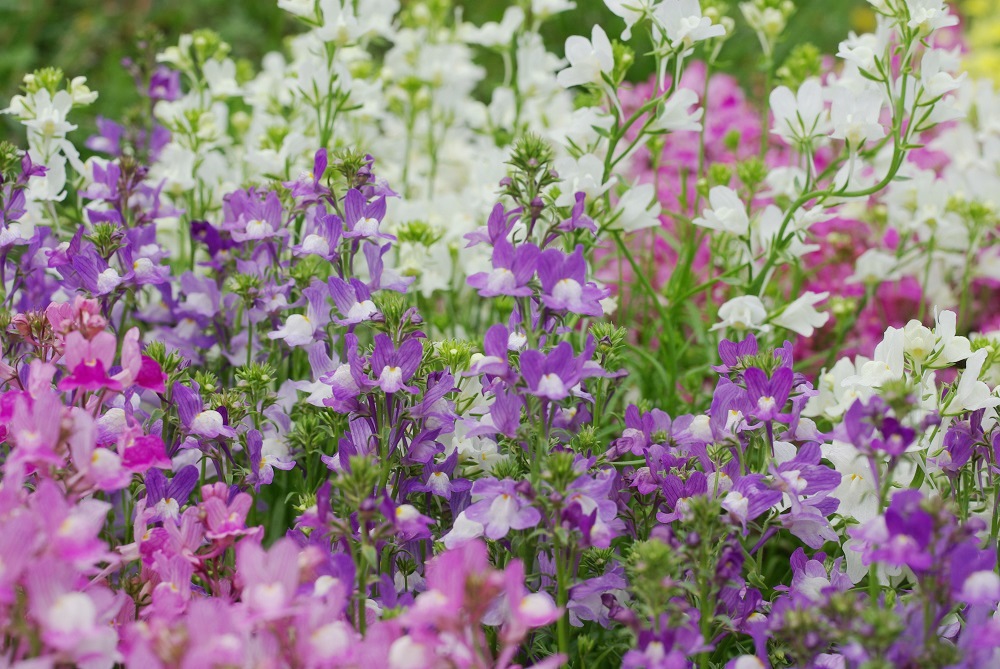 リナリア 草花図鑑 ふなばしアンデルセン公園