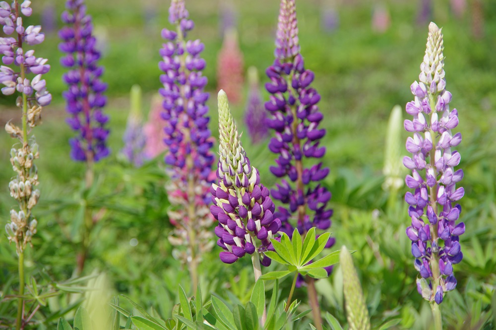 ルピナス 草花図鑑 ふなばしアンデルセン公園