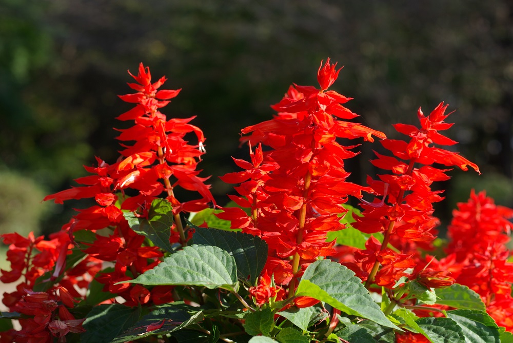 花茎に沿って小さい真っ赤な花が密集して咲いている画像