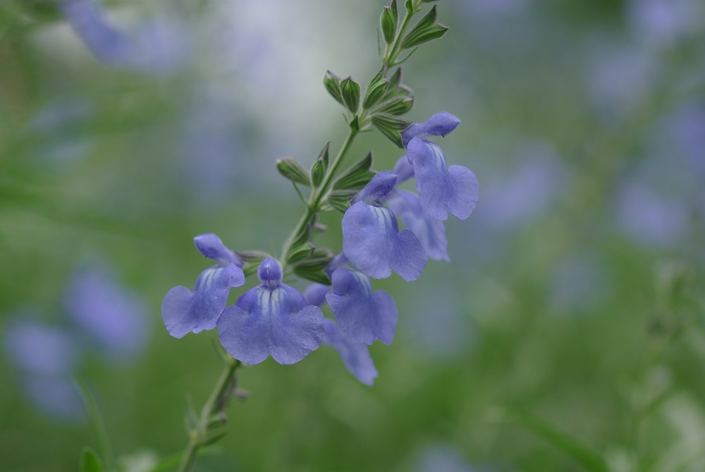 花茎に沿って小さい青紫色の花が密集して咲いている画像