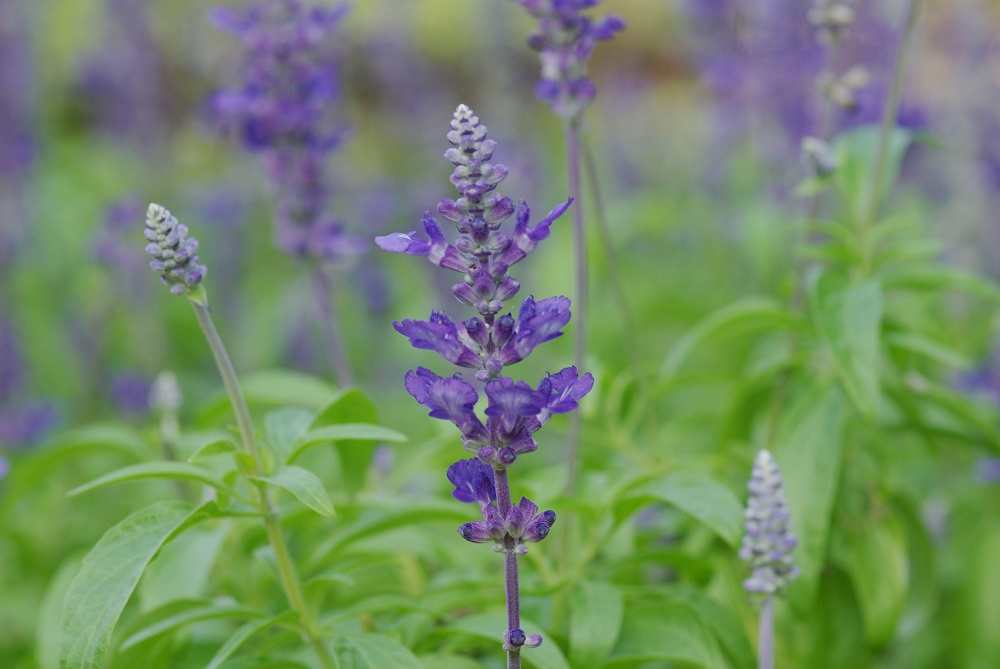 花茎に沿って小さい紫色の花が密集して咲いている画像