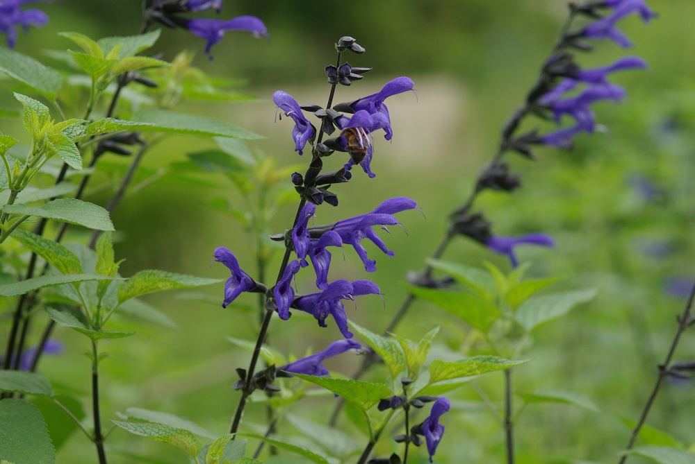 花茎に沿って小さい濃い紫色の花が密集して咲いている画像