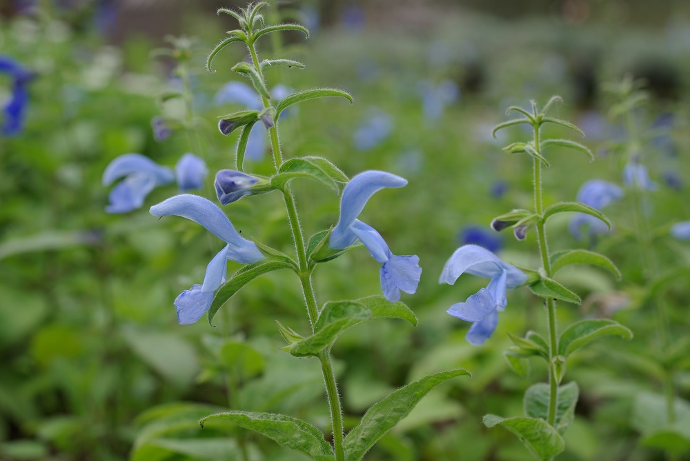 花茎に沿って小さい青色の花が密集して咲いている画像