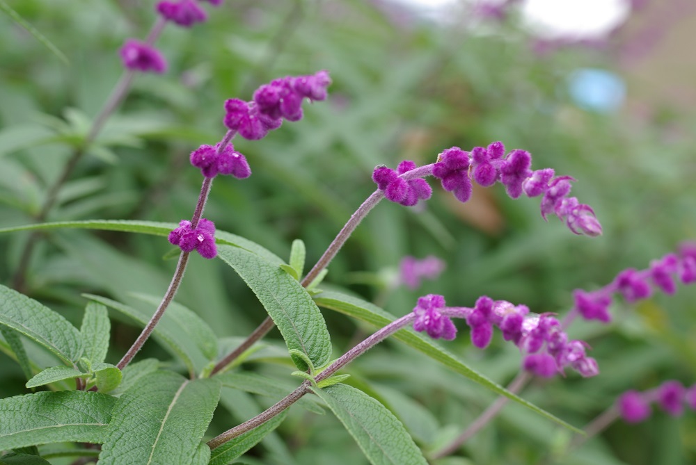 花茎に沿って小さい濃いピンク色の花が密集して咲いている画像