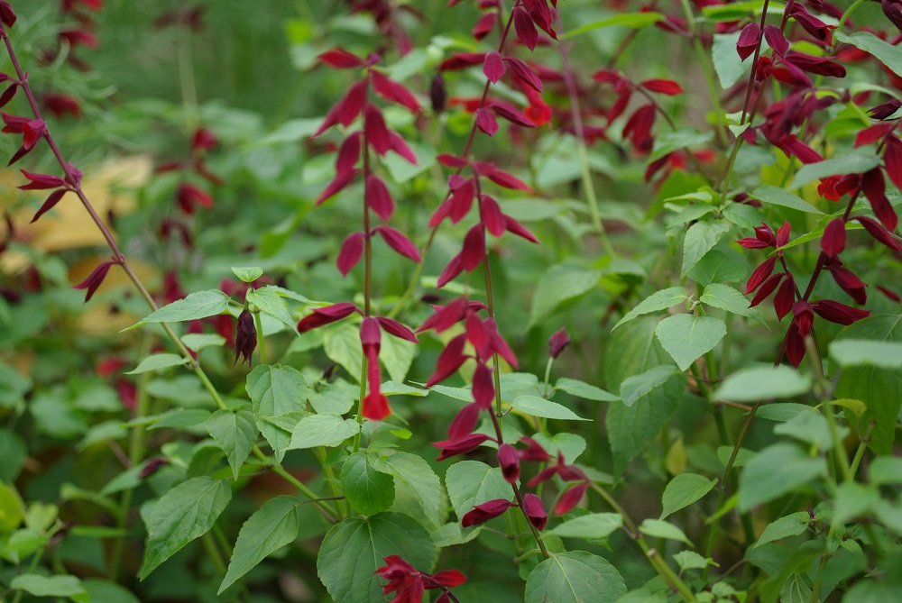 花茎に沿って小さいワイン色の花が密集して咲いている画像