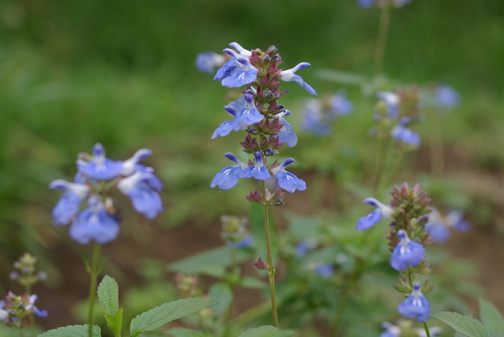 花茎に沿って小さい青白いの花が密集して咲いている画像