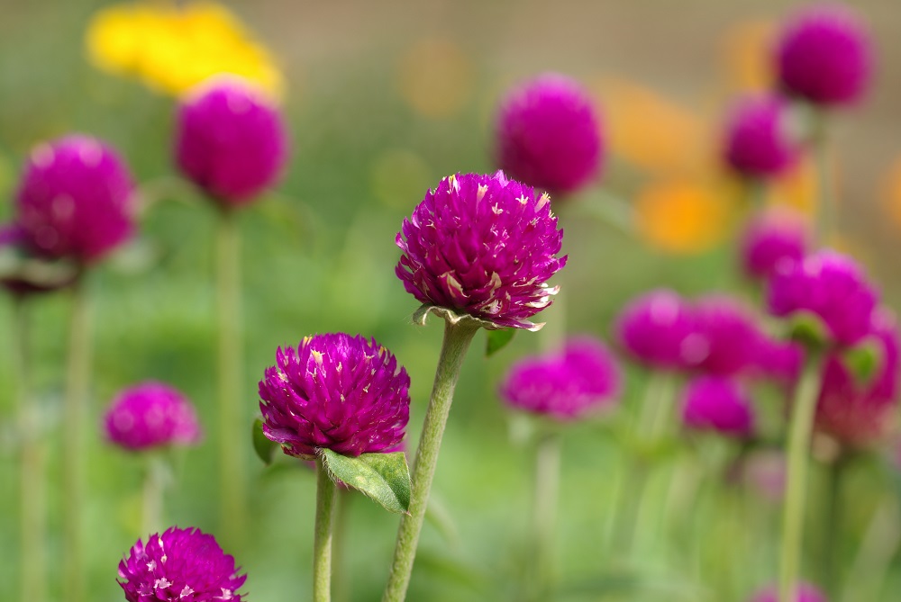 センニチコウ 草花図鑑 ふなばしアンデルセン公園