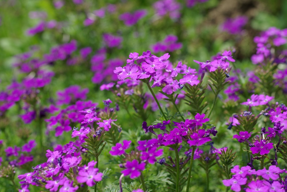 桜形の小花をこんもりとしたピンク色の花を花笠状に咲いている画像