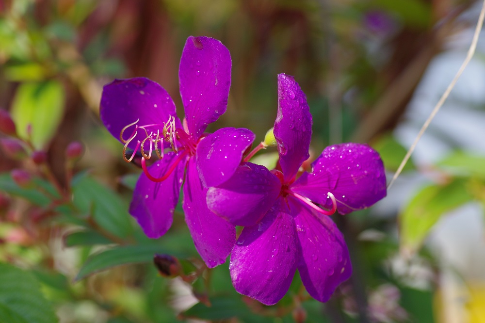 濃いピンク色の大きな花弁が５枚ついた花が咲いている画像
