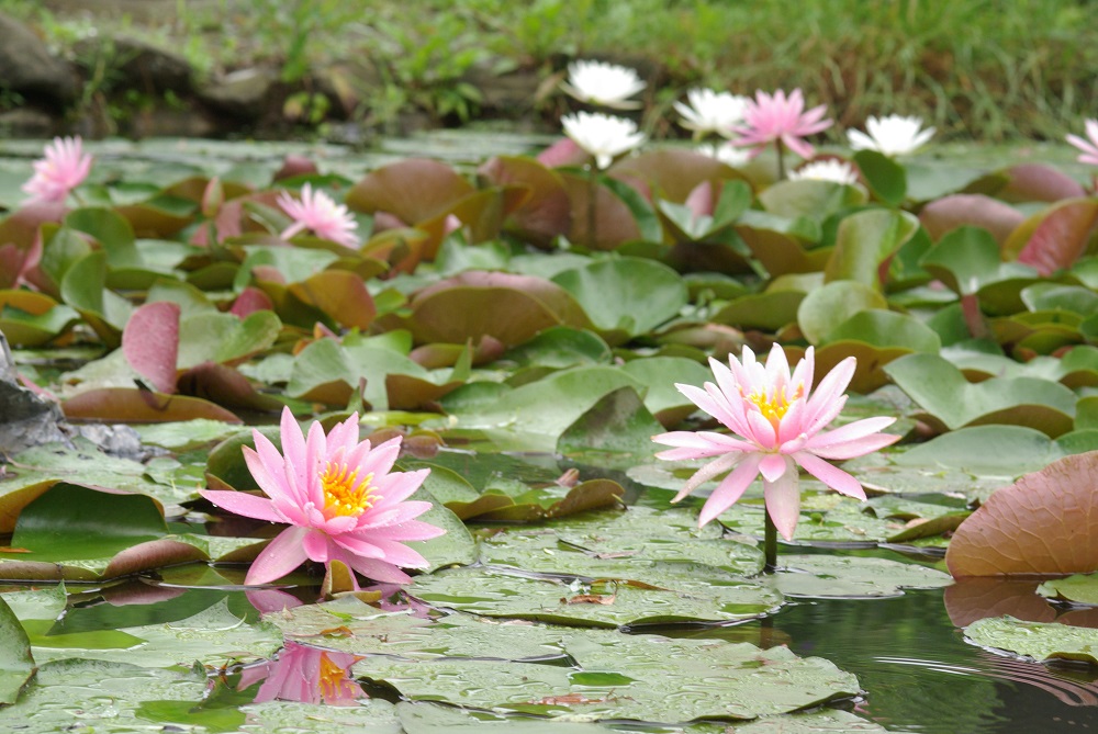 長い花柄をもって水面に浮いて咲いている画像