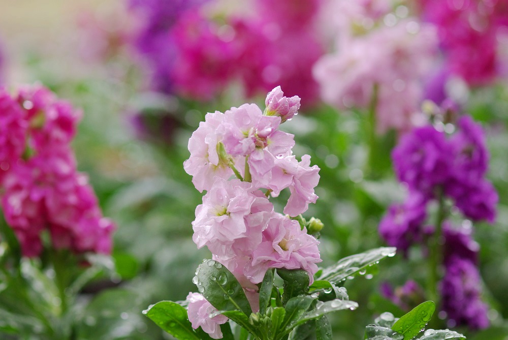ピンクや濃いピンク色の花を伸ばした花茎に房状に咲いている画像