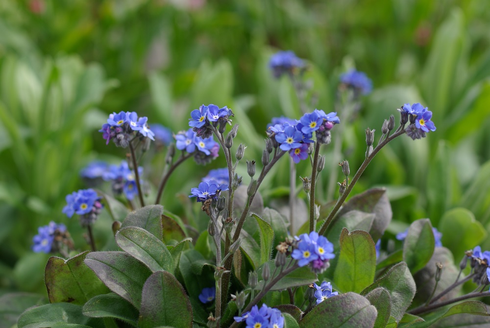 花茎の先に小ぶりの青い花が咲いている画像
