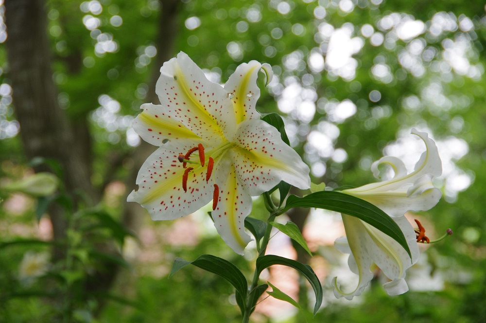 ユリ 草花図鑑 ふなばしアンデルセン公園