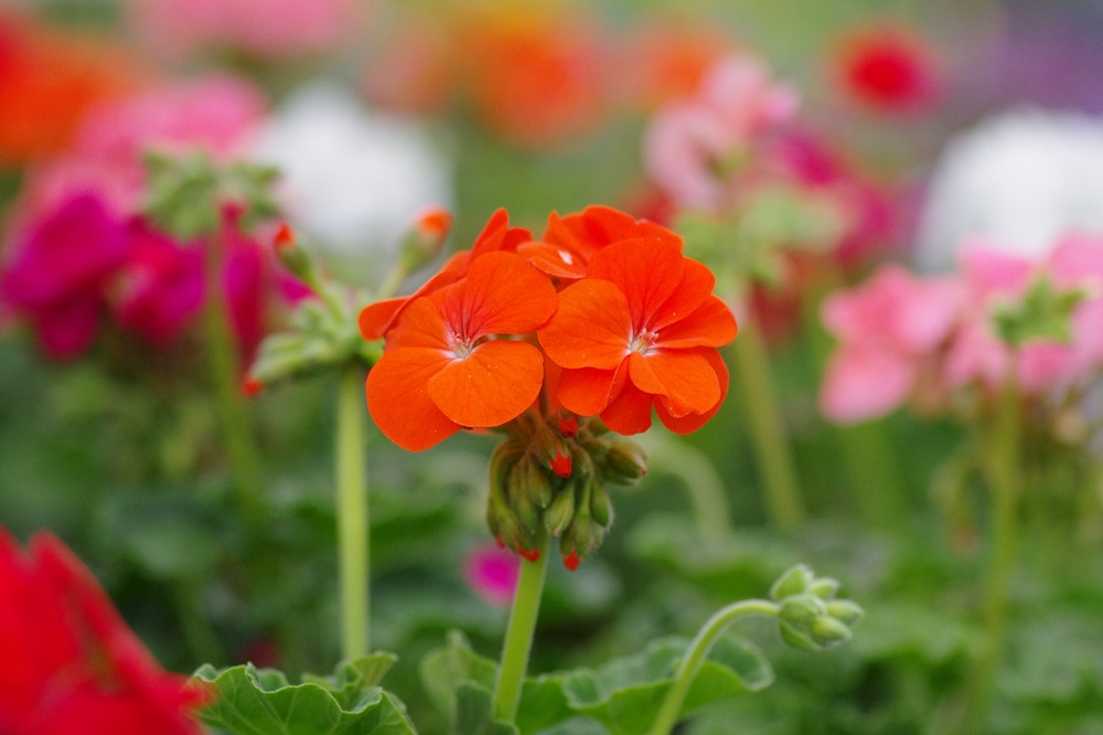 一つの花茎に対してオレンジの花を毬のように咲いている画像